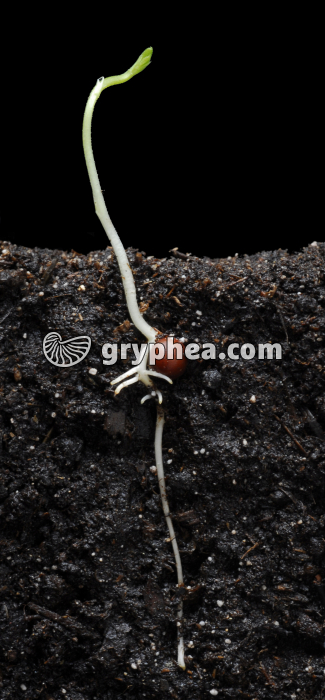 Pois de senteur (Lathyrus odoratus) - Germination de la graine (5ème jour) - gryphea.org